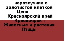 неразлучник с золотистой клеткой › Цена ­ 2 600 - Красноярский край, Красноярск г. Животные и растения » Птицы   